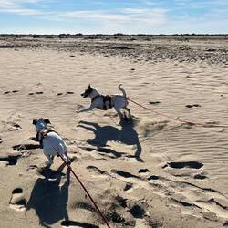 Das endet immer damit, dass Louie zu mir kommt und beide in meine Beine rammen 😑