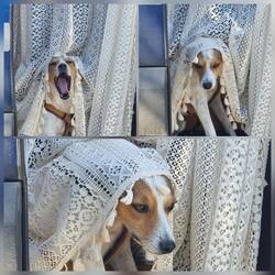 Louie noch nicht ganz wach