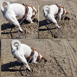 Erst wurde gebuddelt..