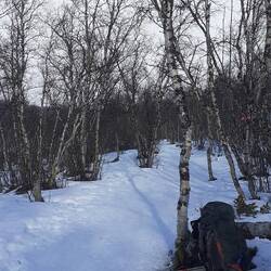Der Weg schlängelt sich durch Birkenwald. Der schwere Rucksack zwingt mich zu regelmäßigen Pausen.