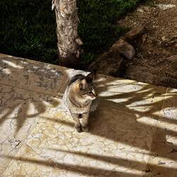 Gato! 🐈