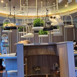 Cat Cafe Mocha Shibuya Center