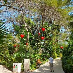 Ein mit Herzen geschmückten Baum im Urwald ...zur Begrüßung