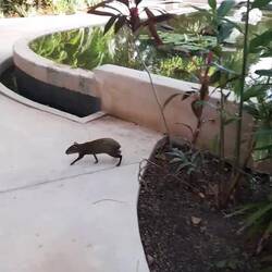 ...ein Mexican Aguti...Nager, tagaktiv