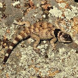 noch ein kleiner Drache