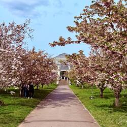 Cherry Walk