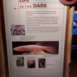 Lebewesen in der Höhle.