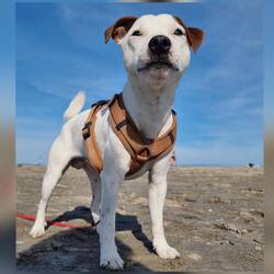 Der Herrscher vom Napoleonstrand 😅