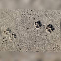 Links der Hamburger,Rechts der Spanier