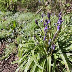 Bluebells at the beginning of April!