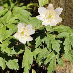 Wood Anemones