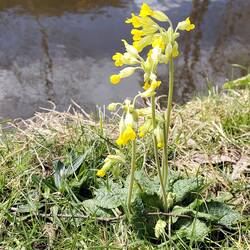 Waterside Cowslip