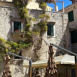 Der Blauregen wächst schon ein paar Jahre