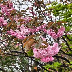 Yaezamura (multi- pedal cherry blossoms.