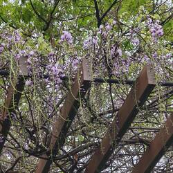 Wisteria