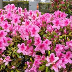 Beautiful azaleas
