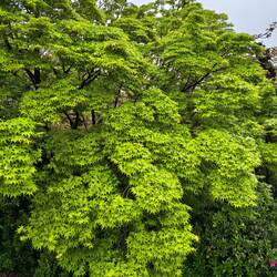 Maples (new green growth ). Beautiful to see in the fall.