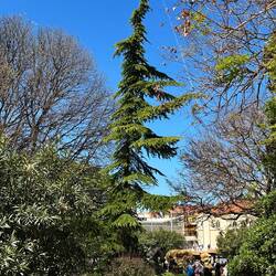 Ob der Baum weiß, wo er hinwachsen will?