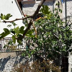 Blick aus dem Garten auf darüber angrenzende Häuser