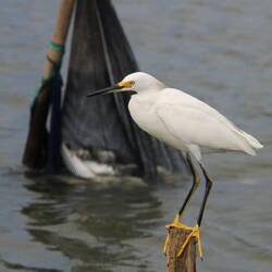 Snowy Egret
