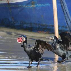 Neotropic Cormorant