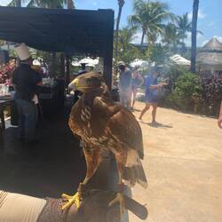 Einen Falken gibt es auch...wahrscheinlich gegen die Yucatanhäher...sind hier wie Spatzen ...