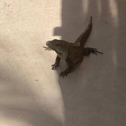 ...Leguane begegnen hier einem auf Schritt und Tritt