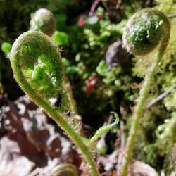 Heart of fern 💚💚💚