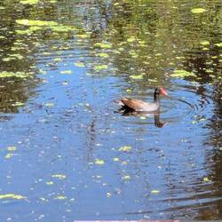 Purple Gallinule