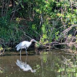 Wood Stork