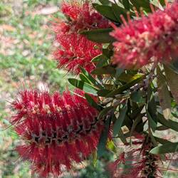 Bottlebrush plant