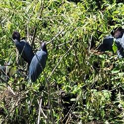 Little Blue Herons