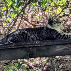 Kitty stalking a lizard on a tree