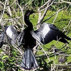 Anhinga