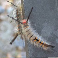 Tussock Moth Caterpillar