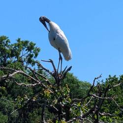 Wood Stork