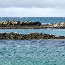 Les phoques tout blancs sont un peu loin...