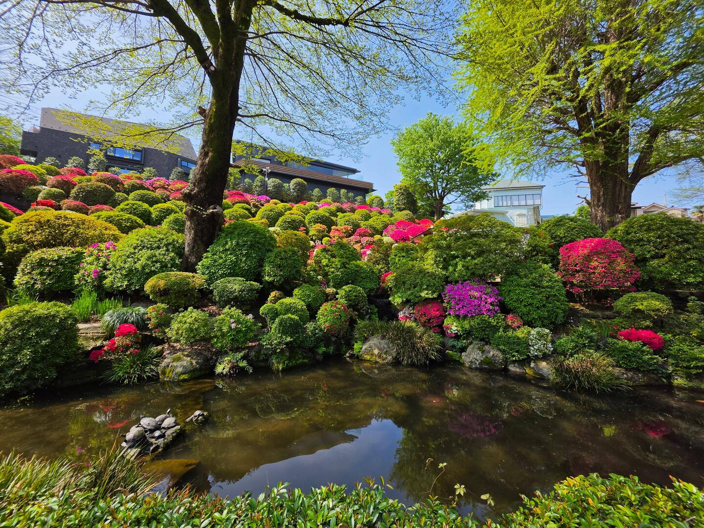 Azalea Garten am Nezu Shrine