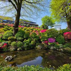 Azalea Garten am Nezu Shrine