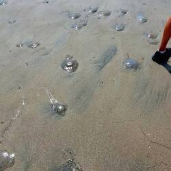 More jellyfish than we've ever seen!