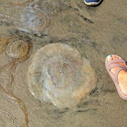 The MOAJ (Mother Of All Jellies)!