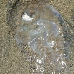 A jelly w/ a partially-digested fish?