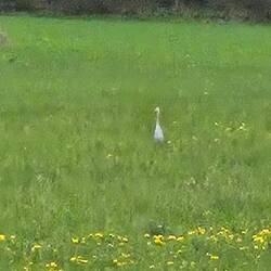 Another heron, but this one is in a field.