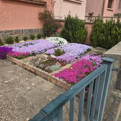 Beautiful garden outside one of the row houses here.