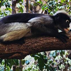 Brillenlangur, leider vom aussterben bedroht.