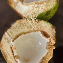 Kokosnuss ausfuttern.