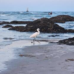 Strand bei Ebbe.