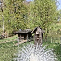 Mehr als 20 Pfauen sind hier die eigentlichen Stars.