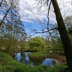 Ein Altarm an der Sülz.....