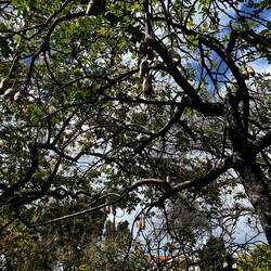 Leider kein gutes Foto um die "Leberwurstfrüchte" des Baumes zu erkennen.